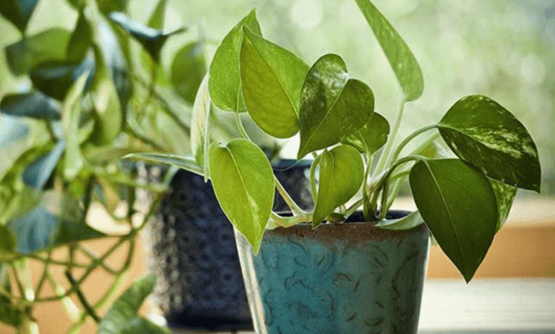 The paan plant online store and betel plants