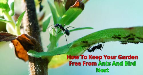 How To Keep Your Garden Free From Ants And Bird Nest