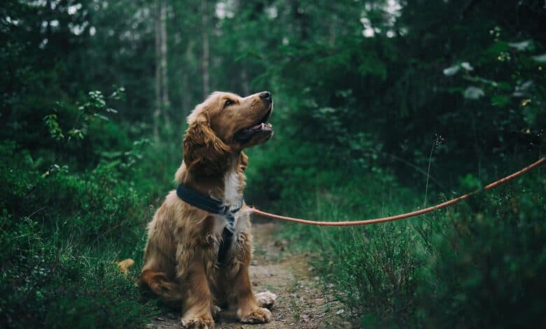 how-to-encourage-your-pet-to-drink-more-water