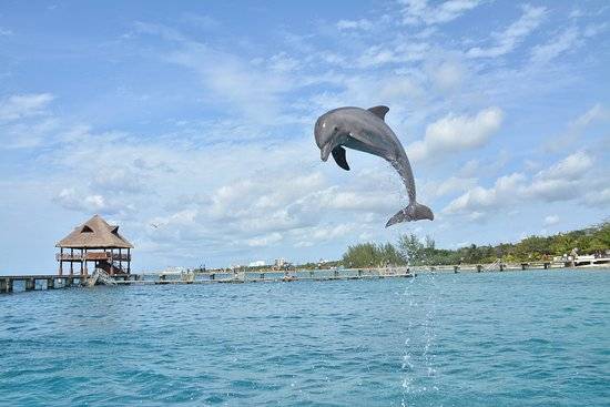 dolphin